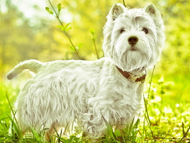 West Highland White Terrier thumbnail